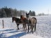 koně v zimě3.jpg