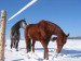 koně v zimě4.jpg