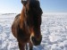 koně v zimě6.jpg