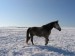 kůň v zimě2.jpg