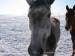 koně v zimě7.jpg