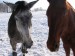 koně v zimě9.jpg