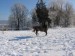 kůň v zimě3.jpg